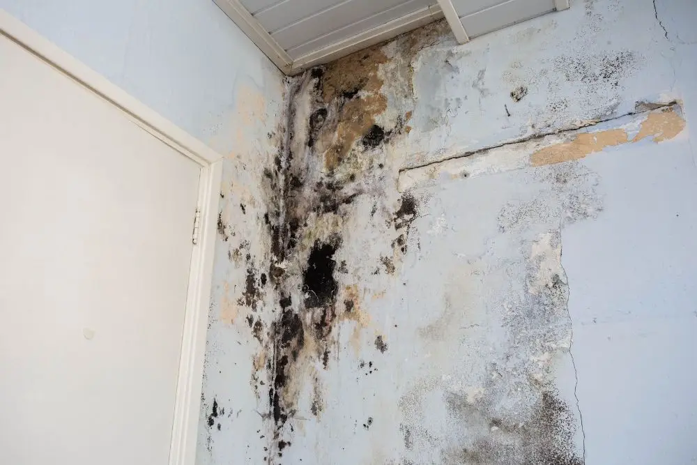 mold preventative service