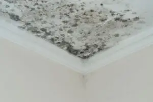 mold preventative service
