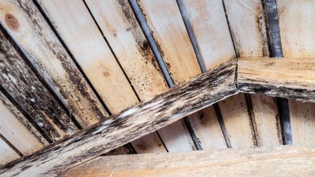 Mold-on-Attic-Roof-Sheathing