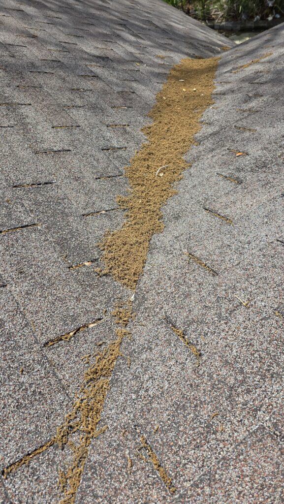 roof-granule-loss-jacksonville-fl-shingle-deterioration
